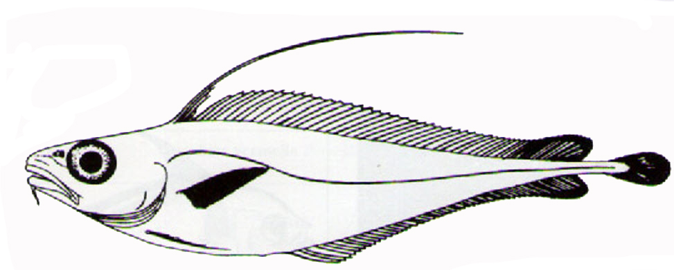 Lepidion eques_99EEE.jpg